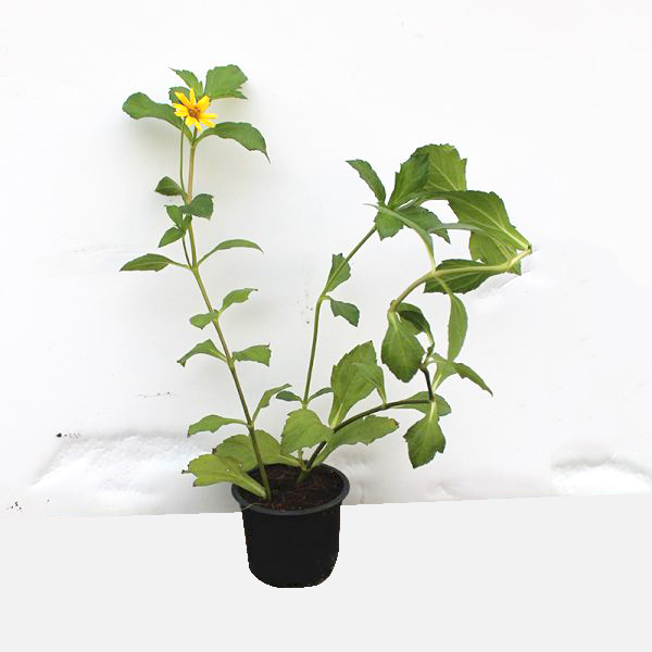 Cây cỏ xuyến chi bầu đất